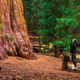 Illustration for article titled Man Guessing He’s Stared At Giant Sequoia Long Enough To Appreciate Item/em